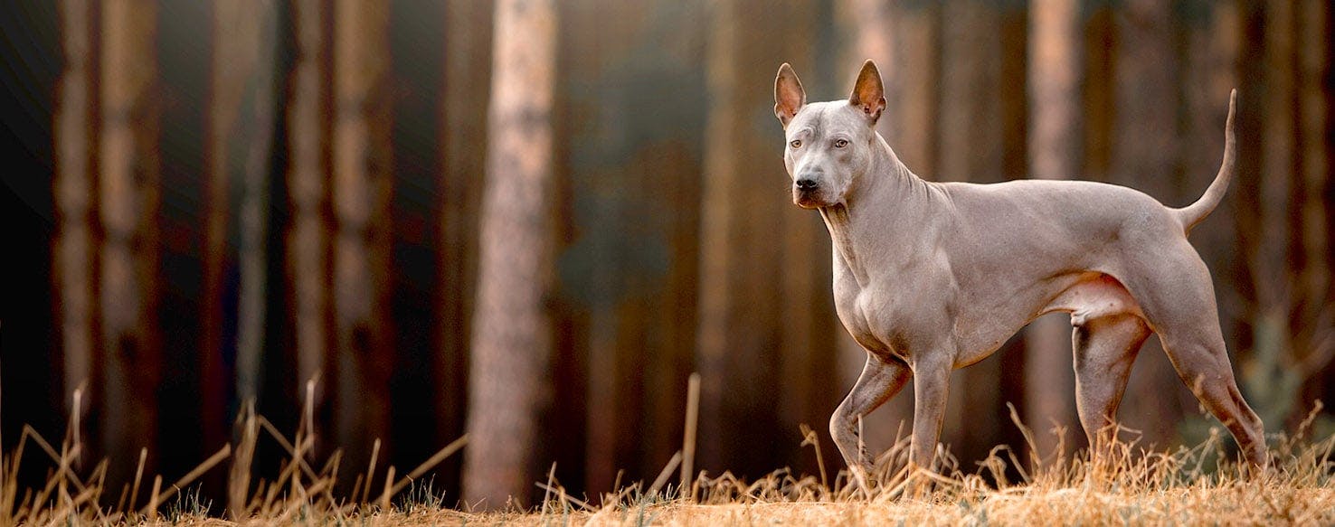 dog home boarding essex